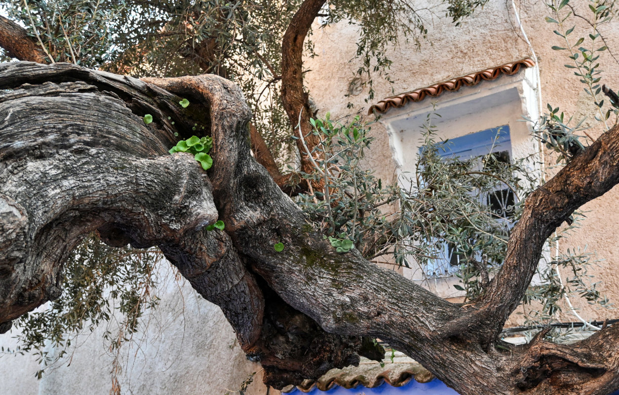 Image of Olea europaea specimen.