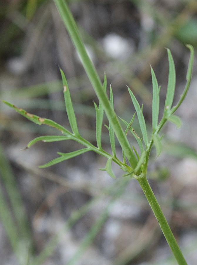 Image of Scabiosa praemontana specimen.