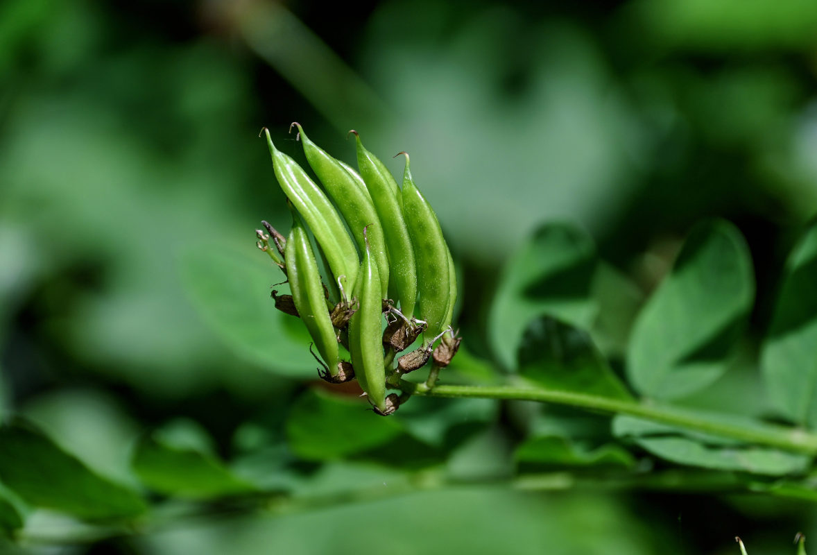 Image of Astragalus glycyphyllos specimen.