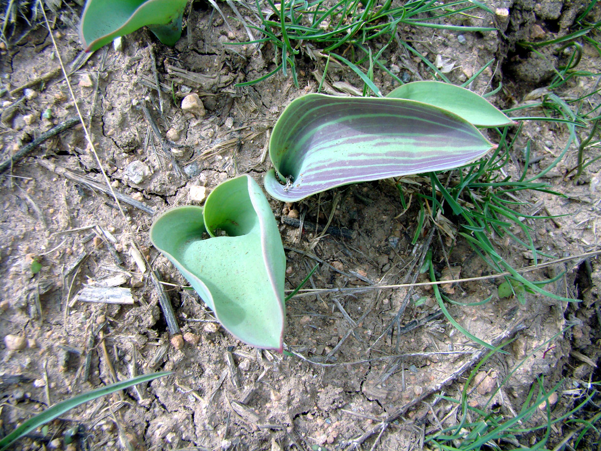 Изображение особи Tulipa kaufmanniana.