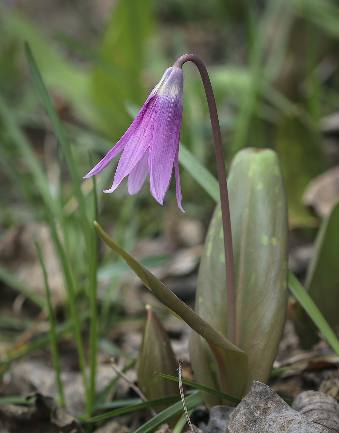 Image of Erythronium sibiricum specimen.