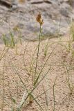Carex physodes. Отцветающее растение. Узбекистан, Каракалпакия, окр. крепости Аяз-Кала, пески. 11 апреля 2023 г.