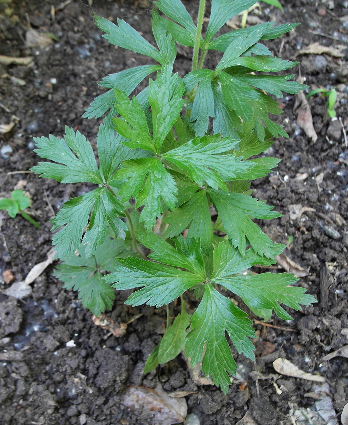 Image of Anemone sylvestris specimen.