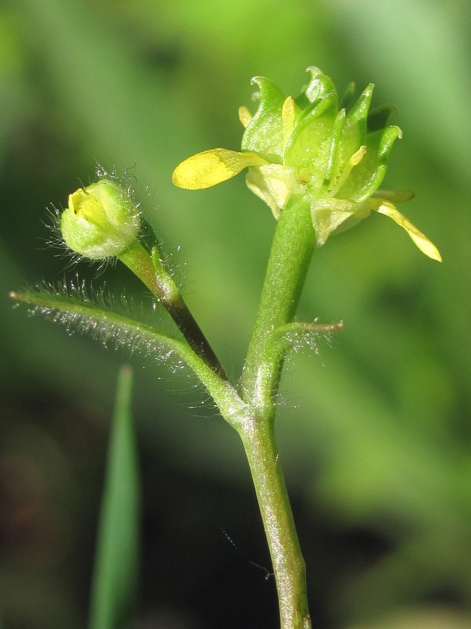 Image of Ranunculus chius specimen.