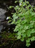 Saxifraga sibirica