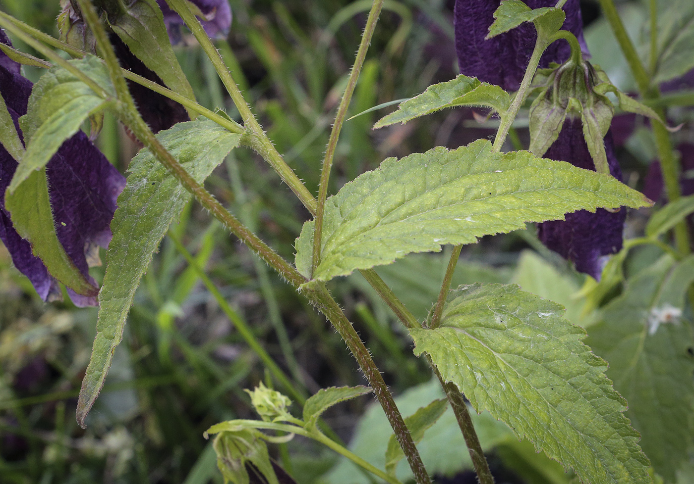 Image of Campanula punctata specimen.