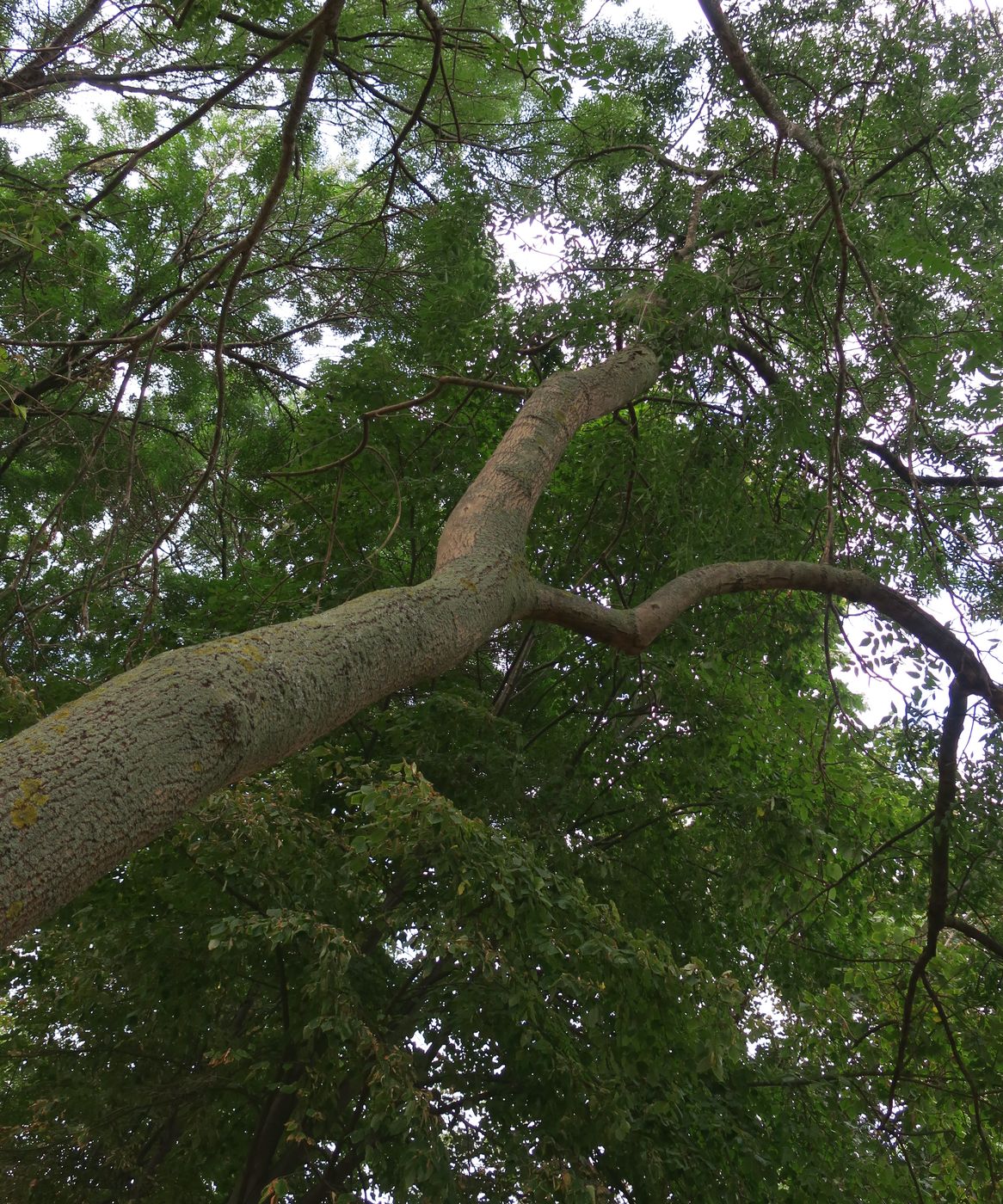 Image of Fraxinus excelsior specimen.