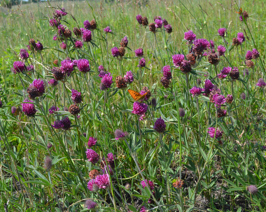 Изображение особи Trifolium alpestre.