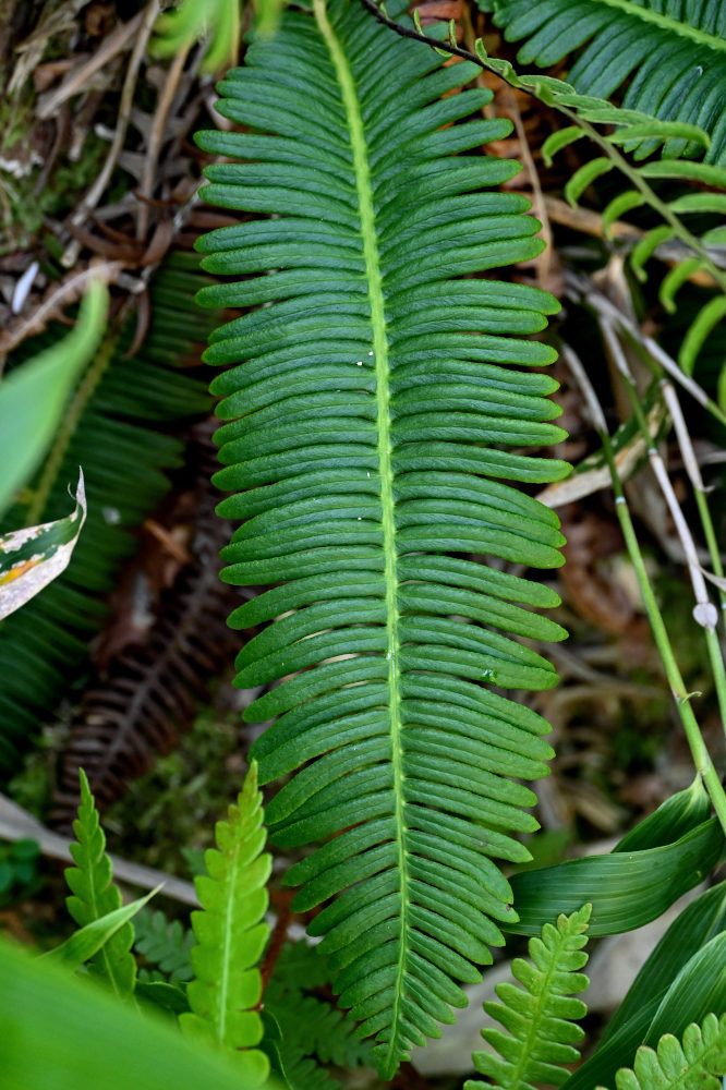 Image of Blechnum nipponicum specimen.