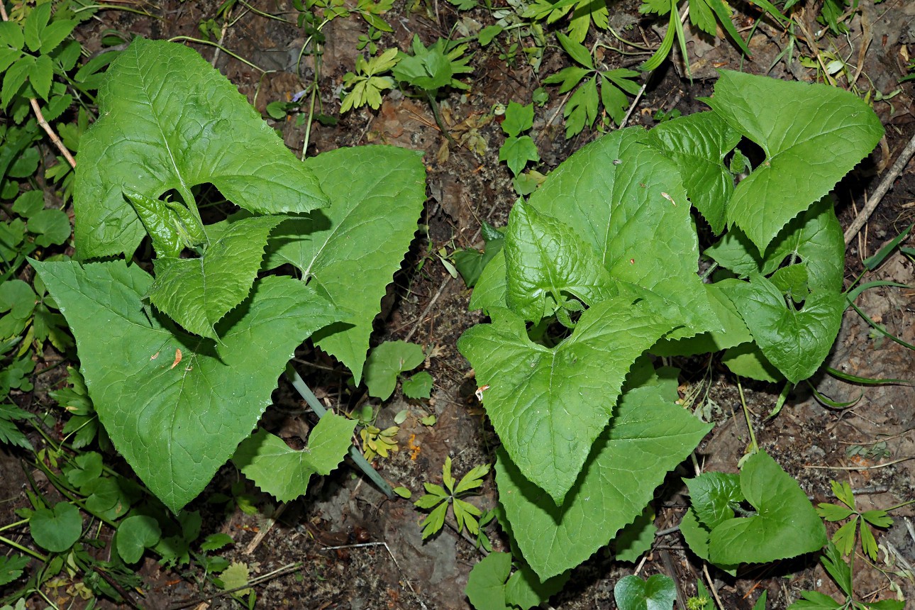 Image of Parasenecio hastatus specimen.