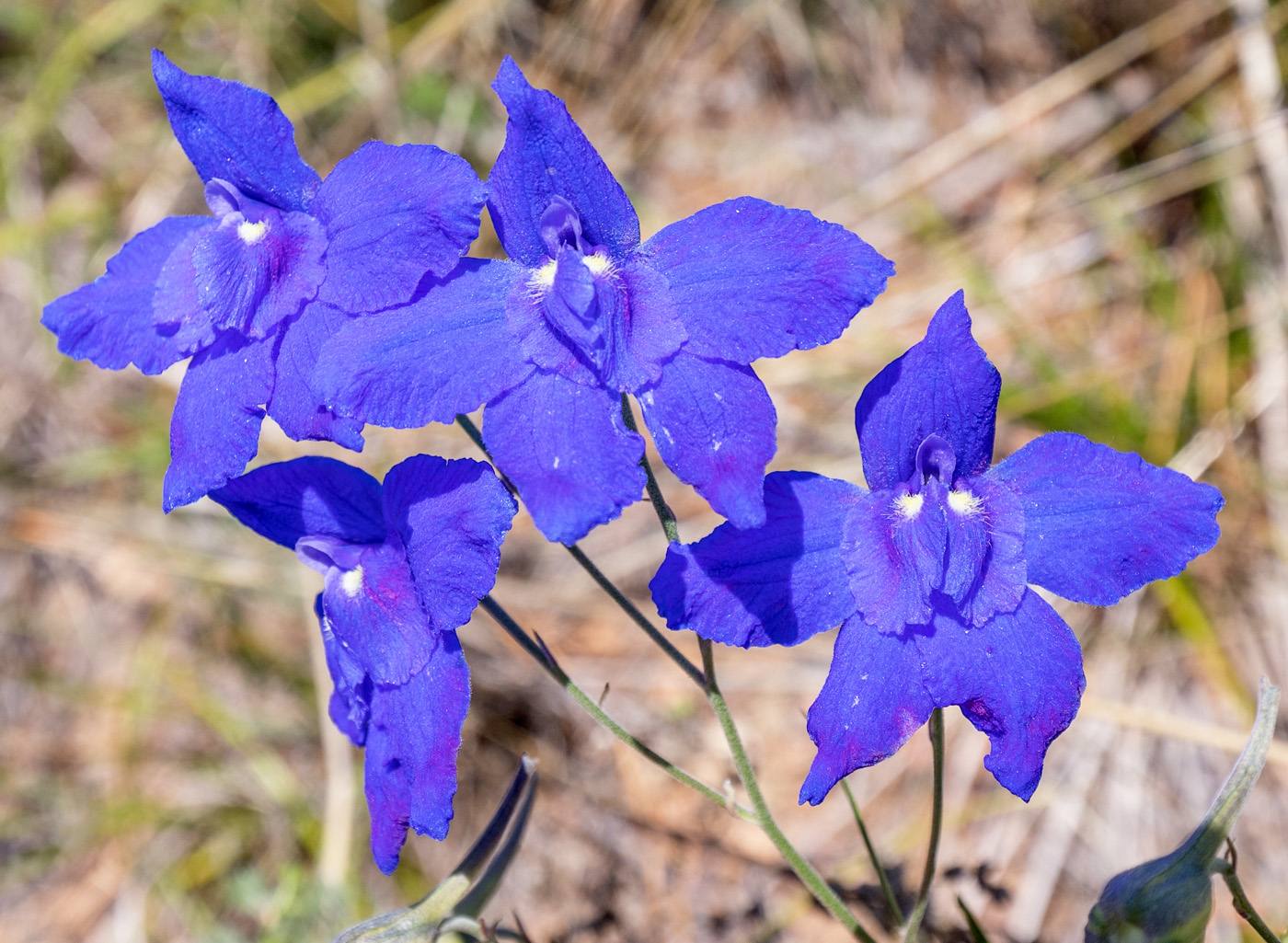 Image of Delphinium grandiflorum specimen.