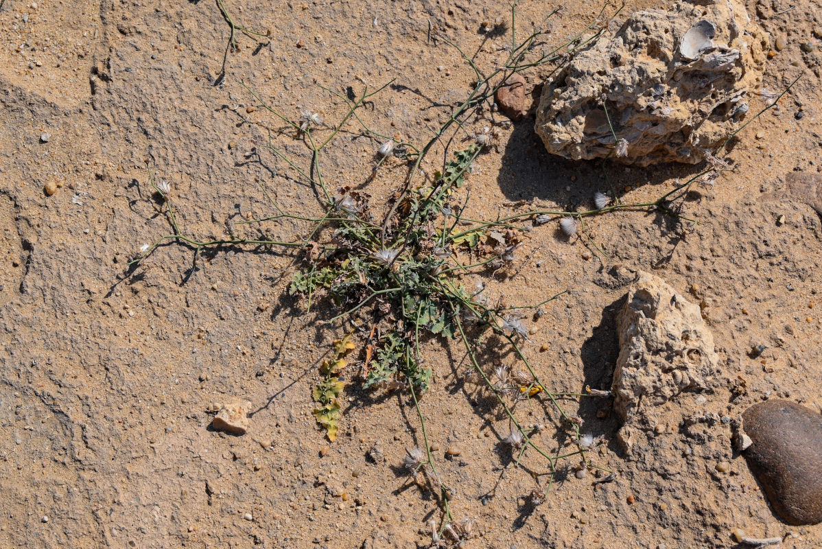 Image of Launaea nudicaulis specimen.