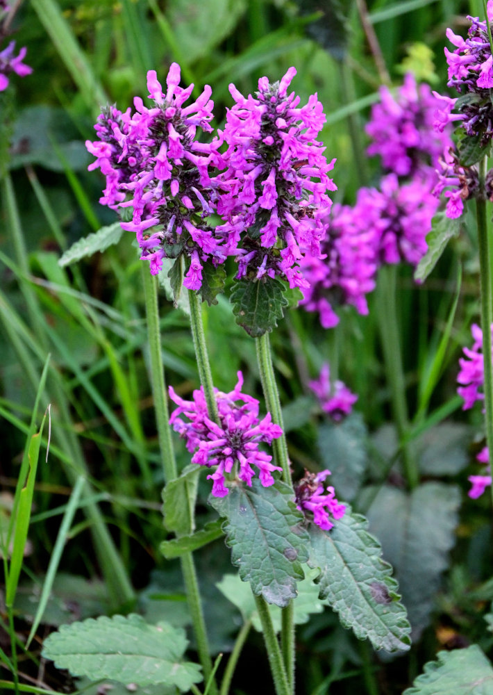 Изображение особи Betonica officinalis.