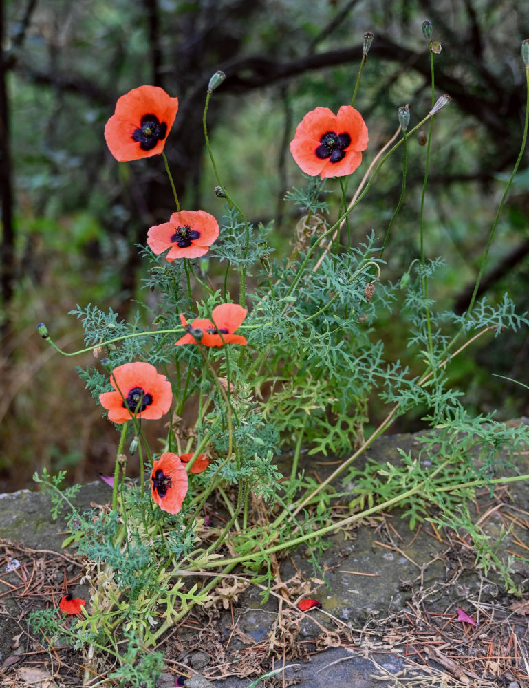 Image of genus Papaver specimen.