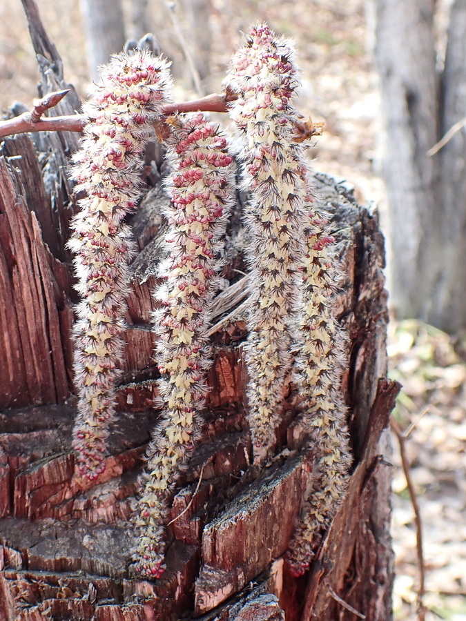 Image of Populus davidiana specimen.