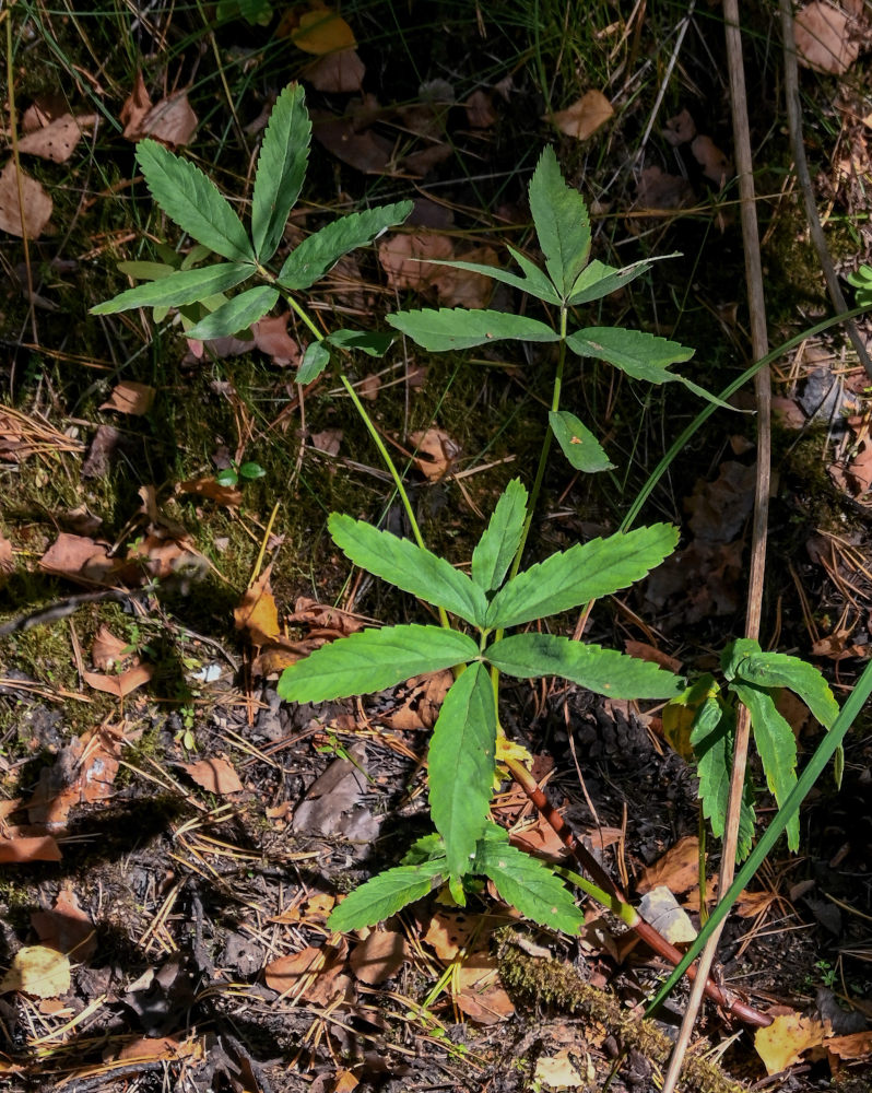 Image of Comarum palustre specimen.