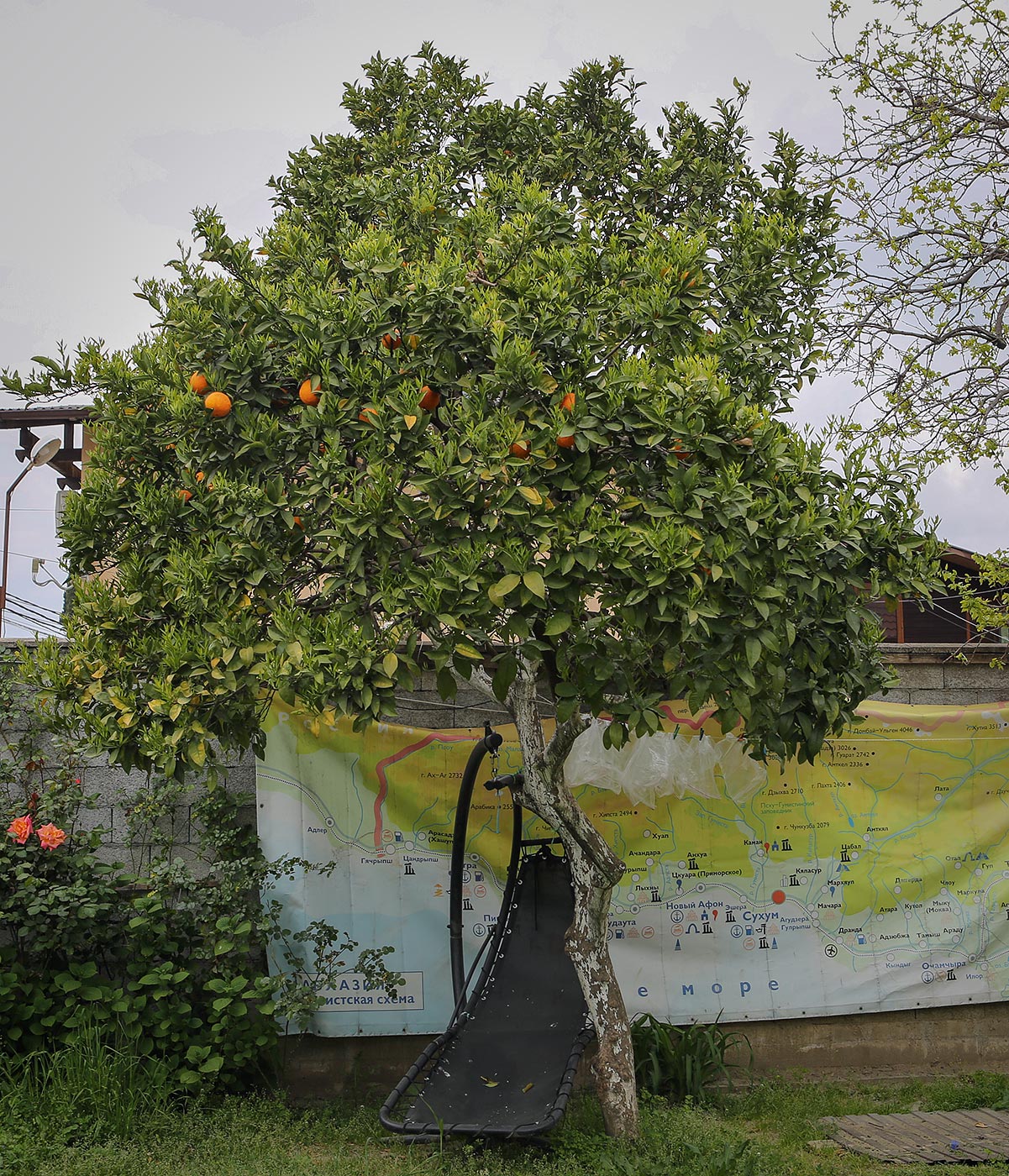 Изображение особи Citrus sinensis.