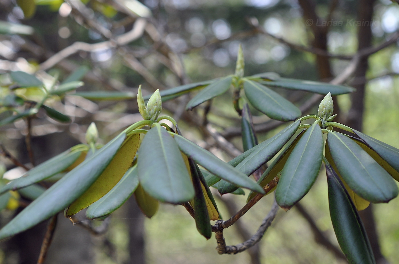 Image of Rhododendron fauriei specimen.