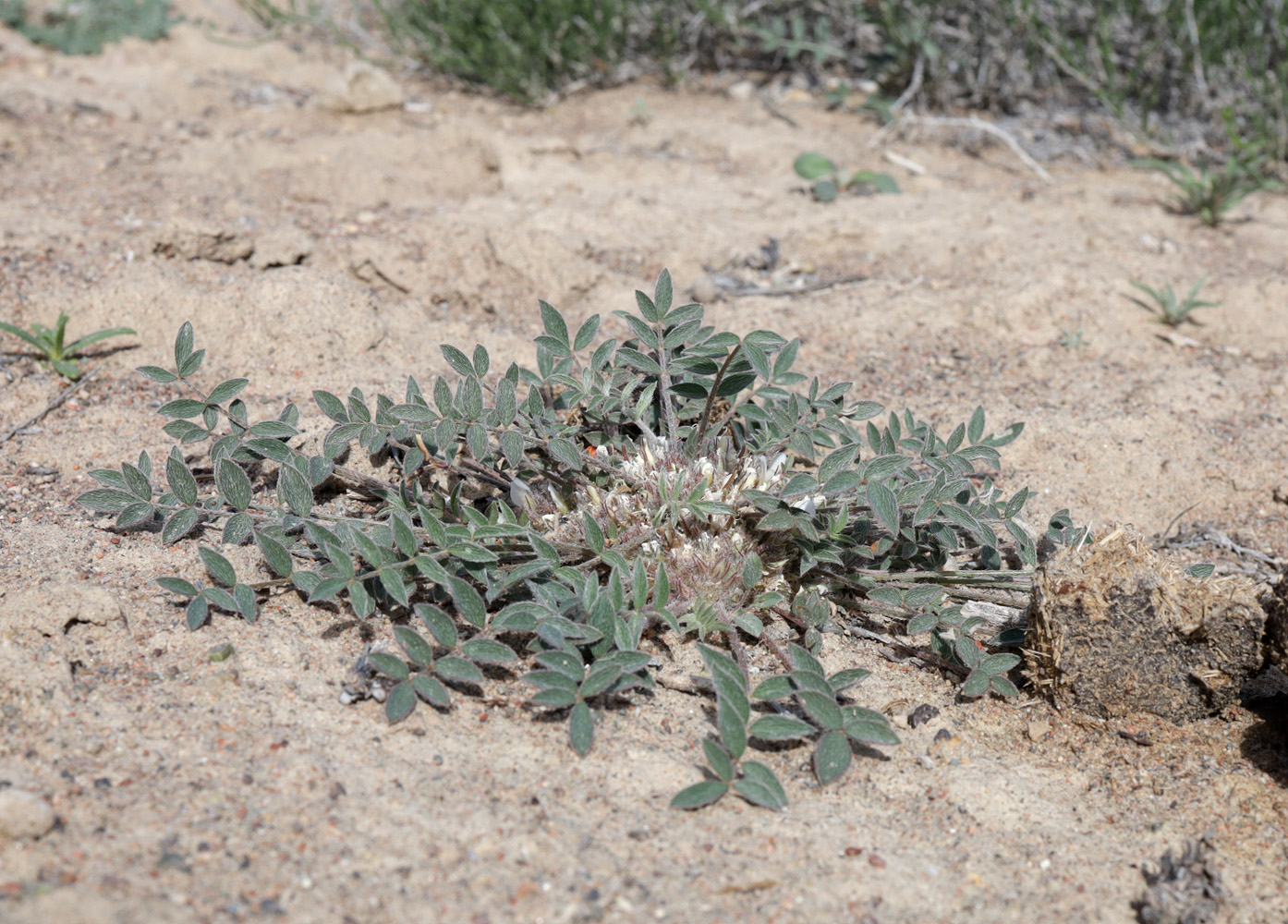 Image of Astragalus scabrisetus specimen.