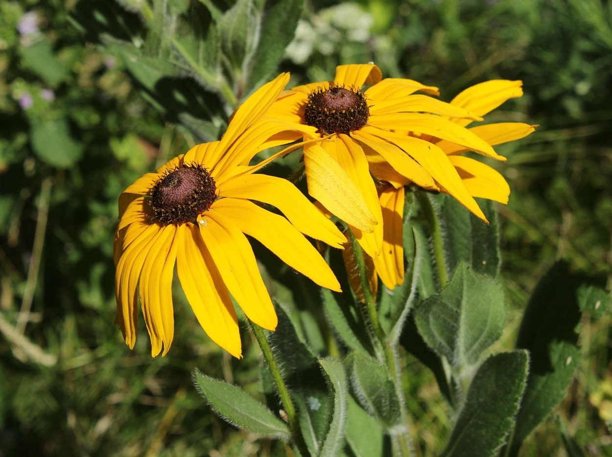 Изображение особи Rudbeckia hirta.