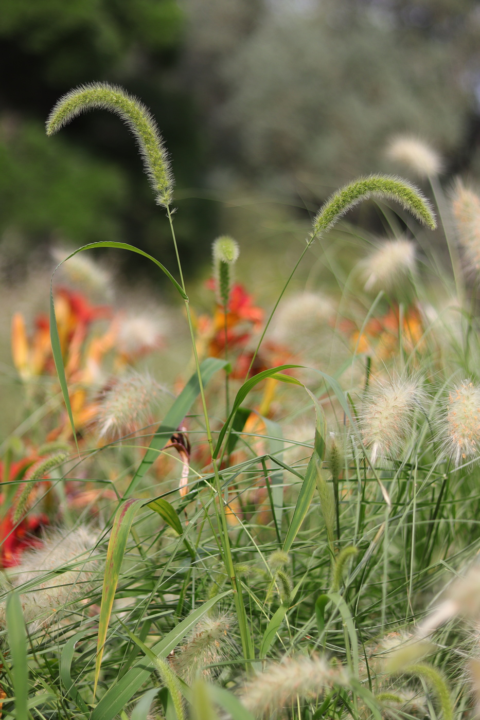 Image of Setaria italica specimen.