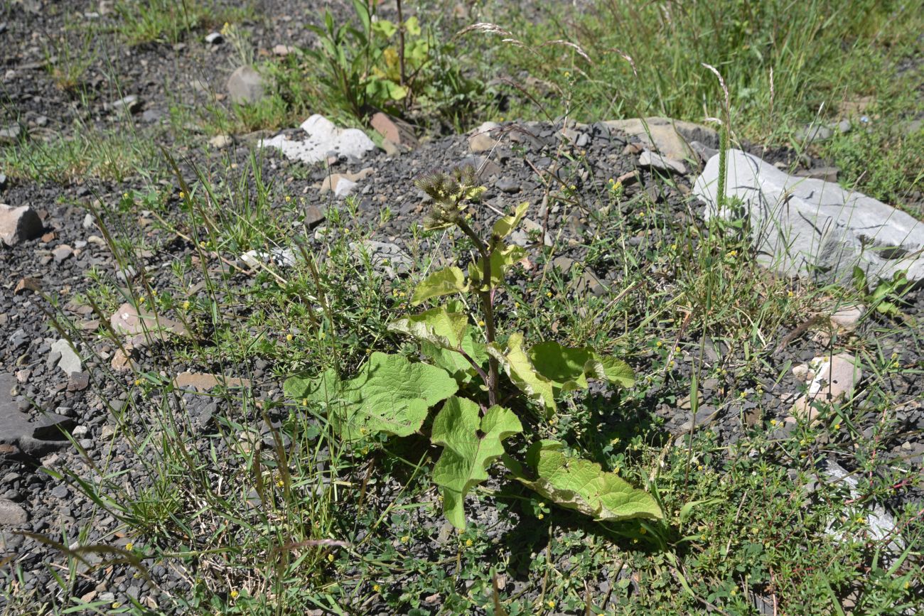 Изображение особи Arctium palladinii.