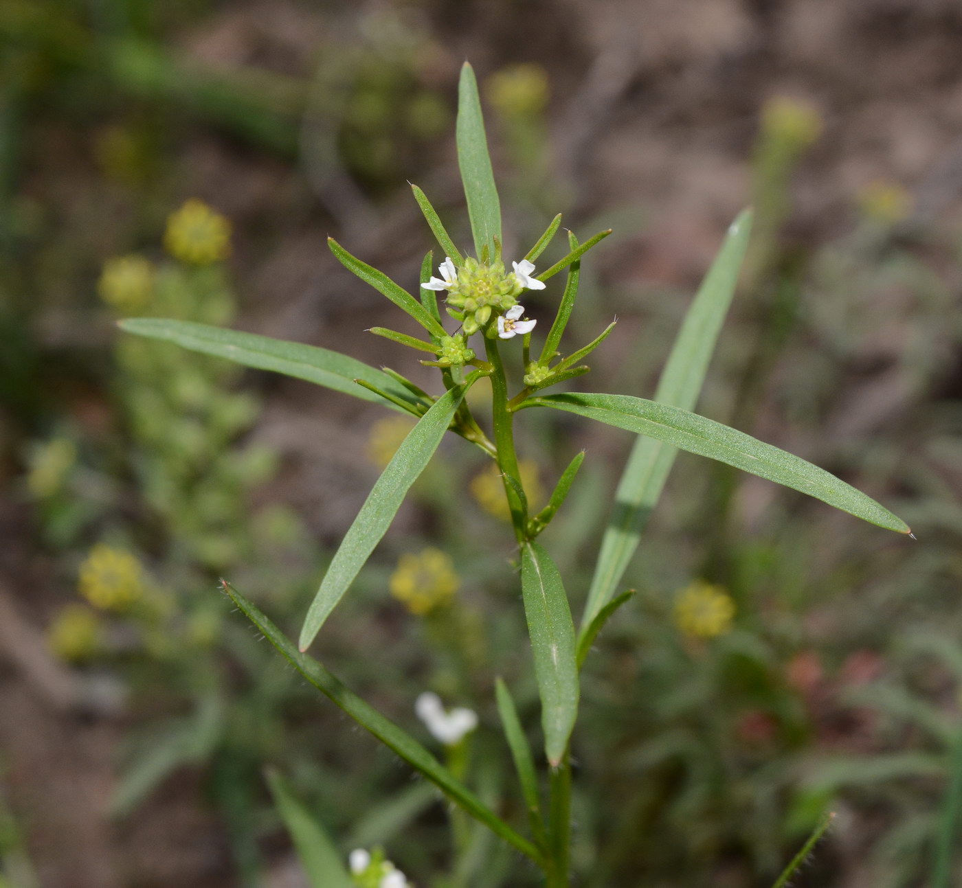 Image of familia Brassicaceae specimen.