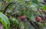 Cunninghamia lanceolata. Верхушка ветви с шишками. Китай, провинция Гуанси, рисовые террасы Лунцзи, опушка смешанного леса. 29.05.2024.