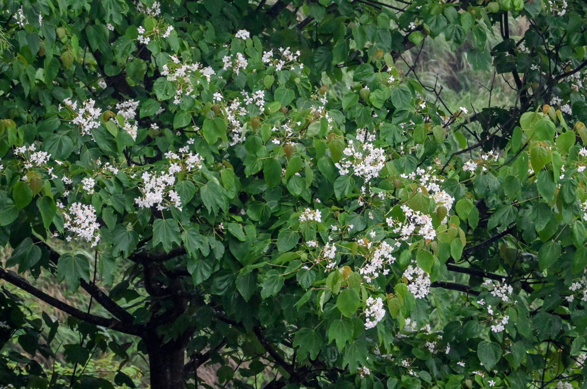 Image of Vernicia fordii specimen.