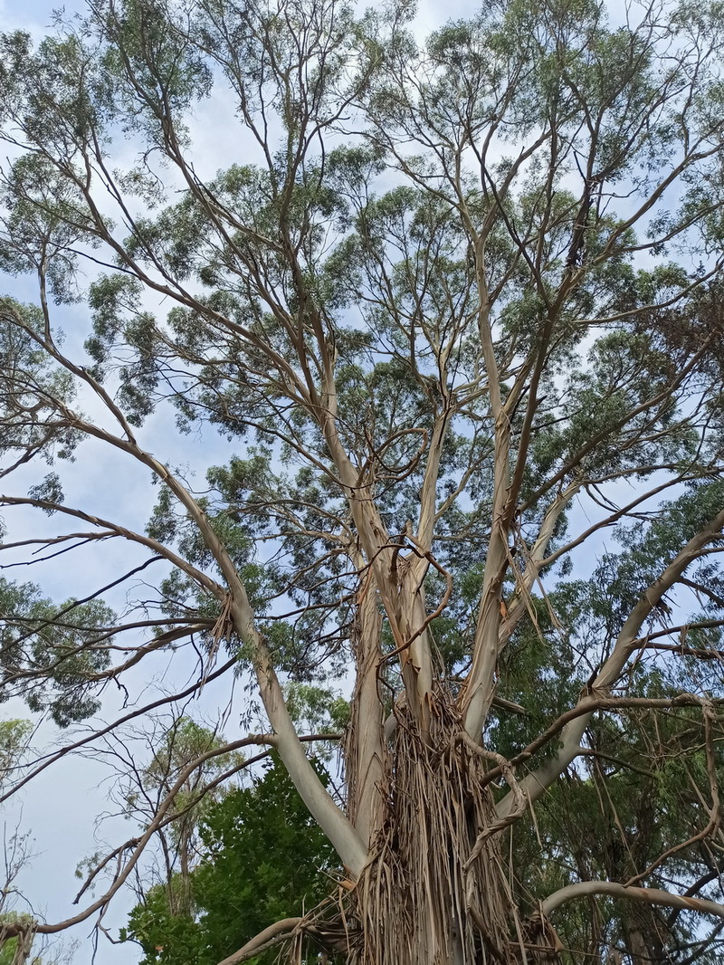 Изображение особи Eucalyptus viminalis.