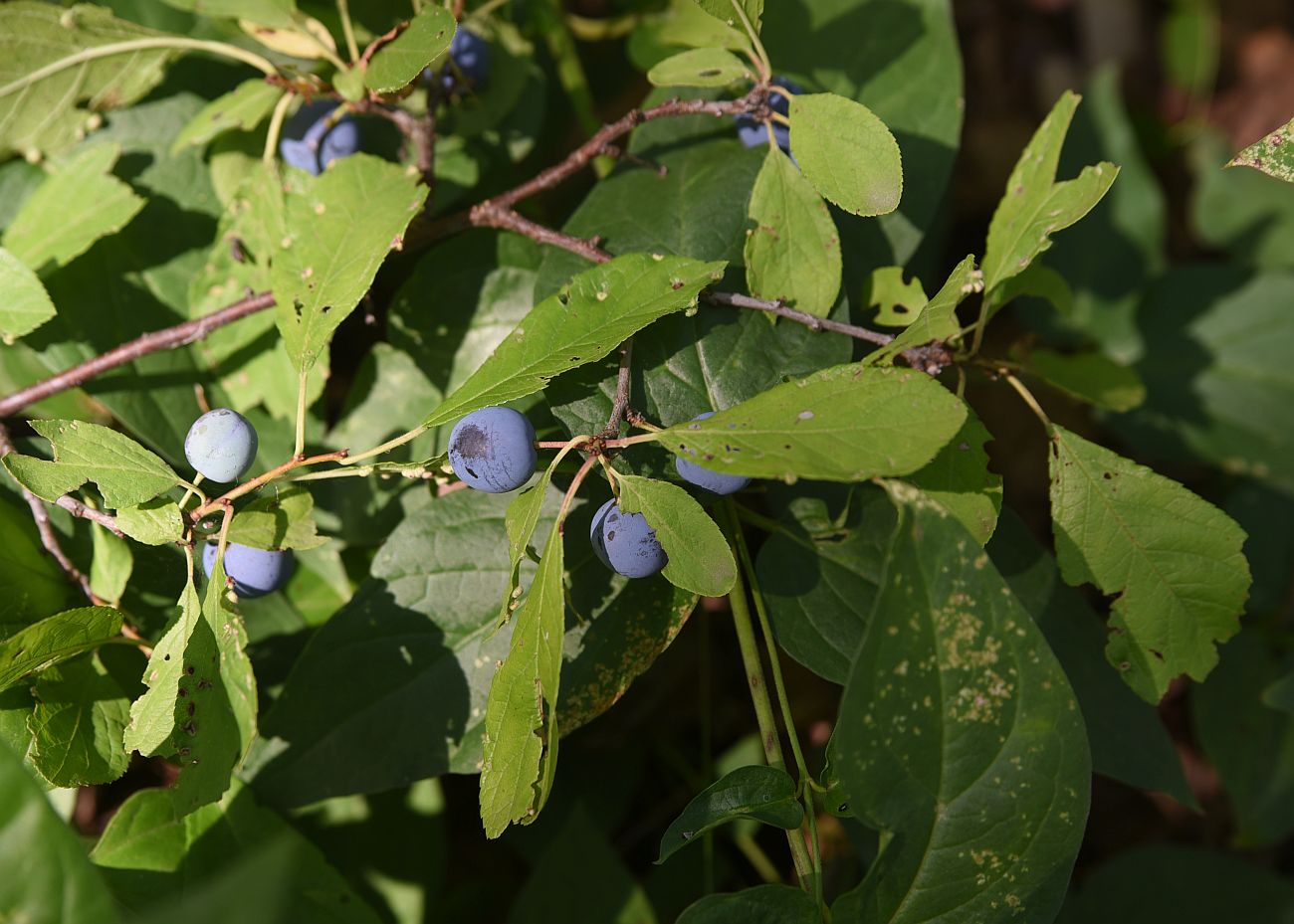 Image of Prunus spinosa specimen.