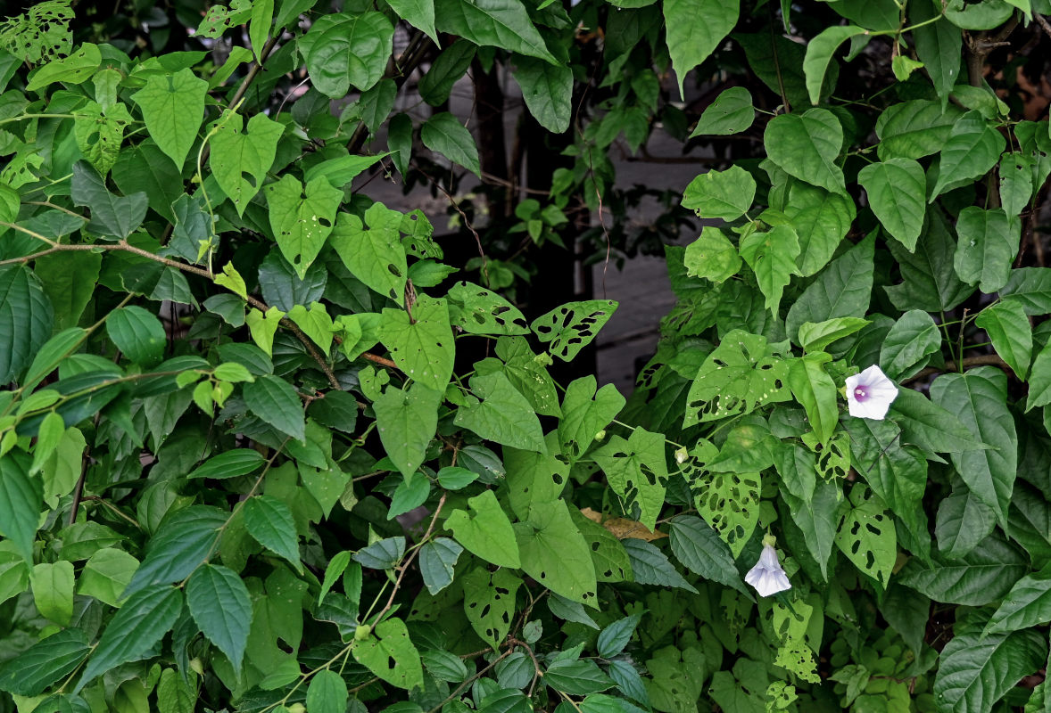 Изображение особи род Calystegia.