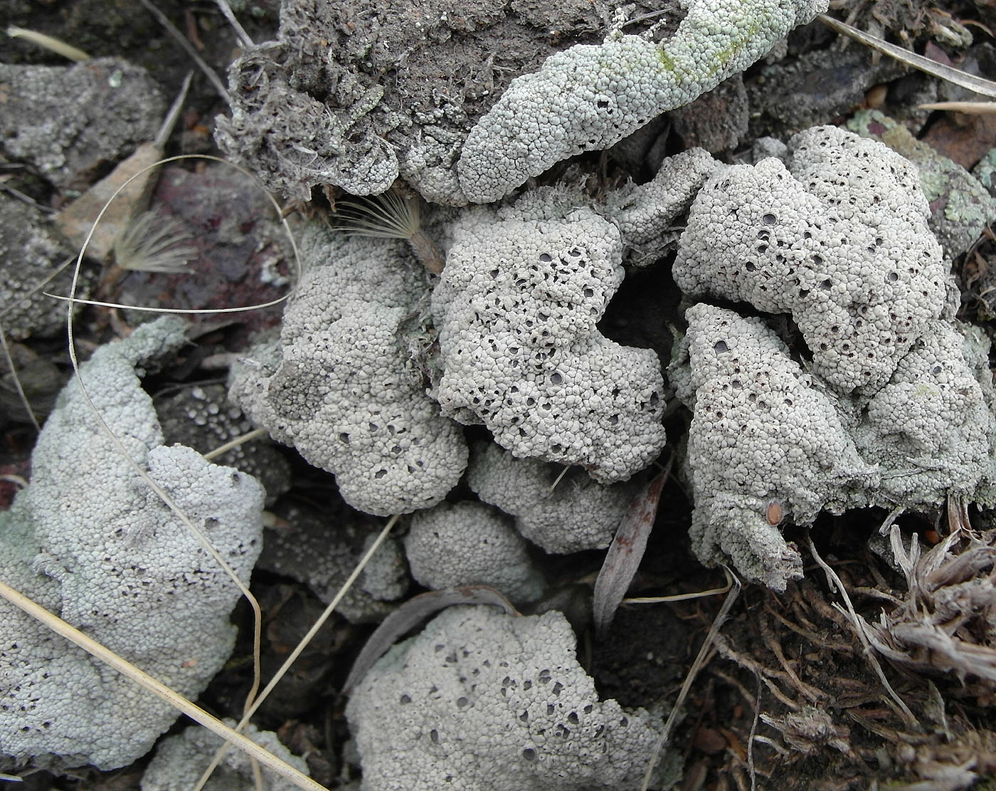 Image of Diploschistes diacapsis specimen.