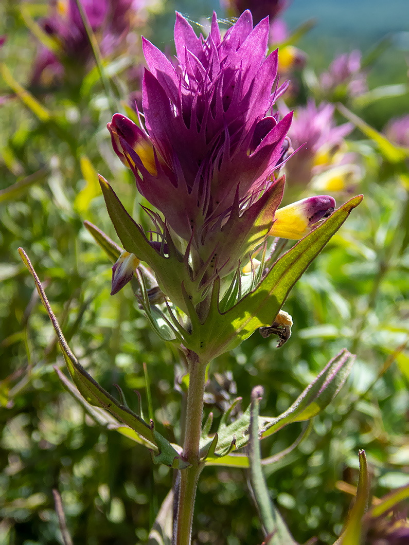 Image of Melampyrum arvense specimen.