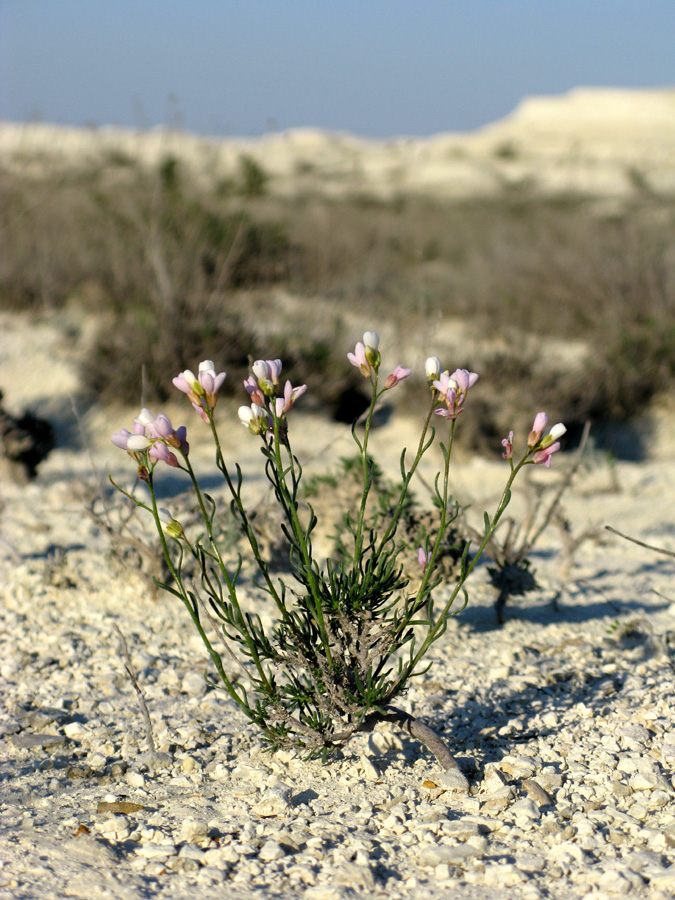 Image of Rhammatophyllum pachyrhizum specimen.