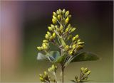 Lysimachia vulgaris. Бутонизирующее соцветие. Московская обл., Раменский р-н, окр. дер. Хрипань, садовый участок. 24.06.2024.