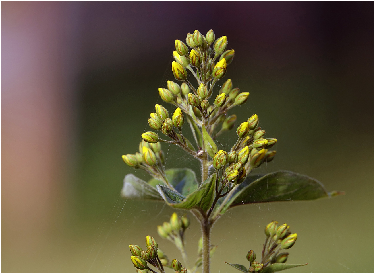 Image of Lysimachia vulgaris specimen.