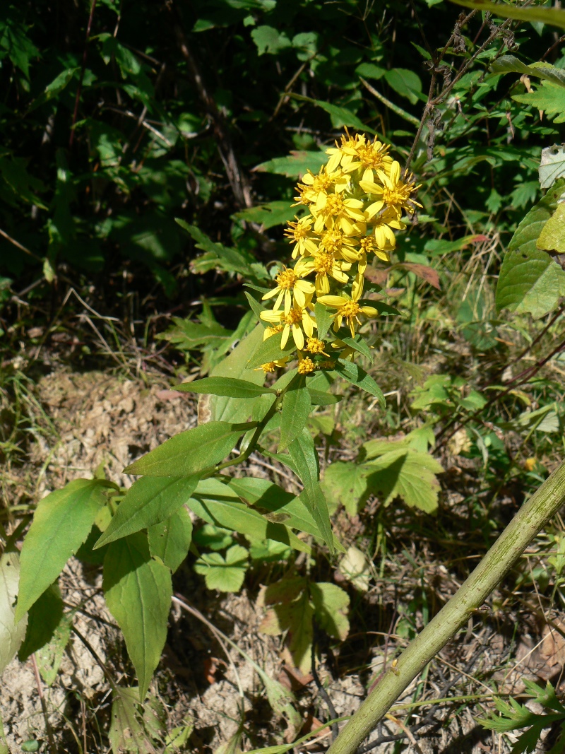 Изображение особи Solidago decurrens.