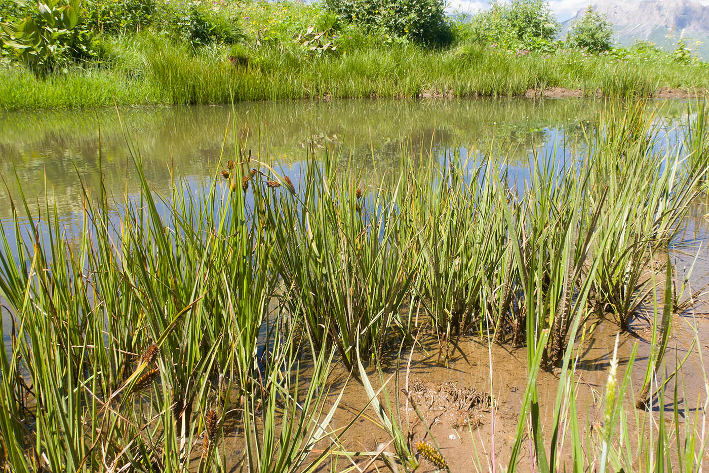 Image of genus Carex specimen.