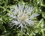 Galactites tomentosus. Соцветие (гипохромная форма). Испания, автономное сообщество Каталония, провинция Жирона, комарка Альт Эмпорда, муниципалитет Кадакес, мыс Креус, окр. маяка Far de cap de Creus, в расщелине скалы. 10.04.2022.