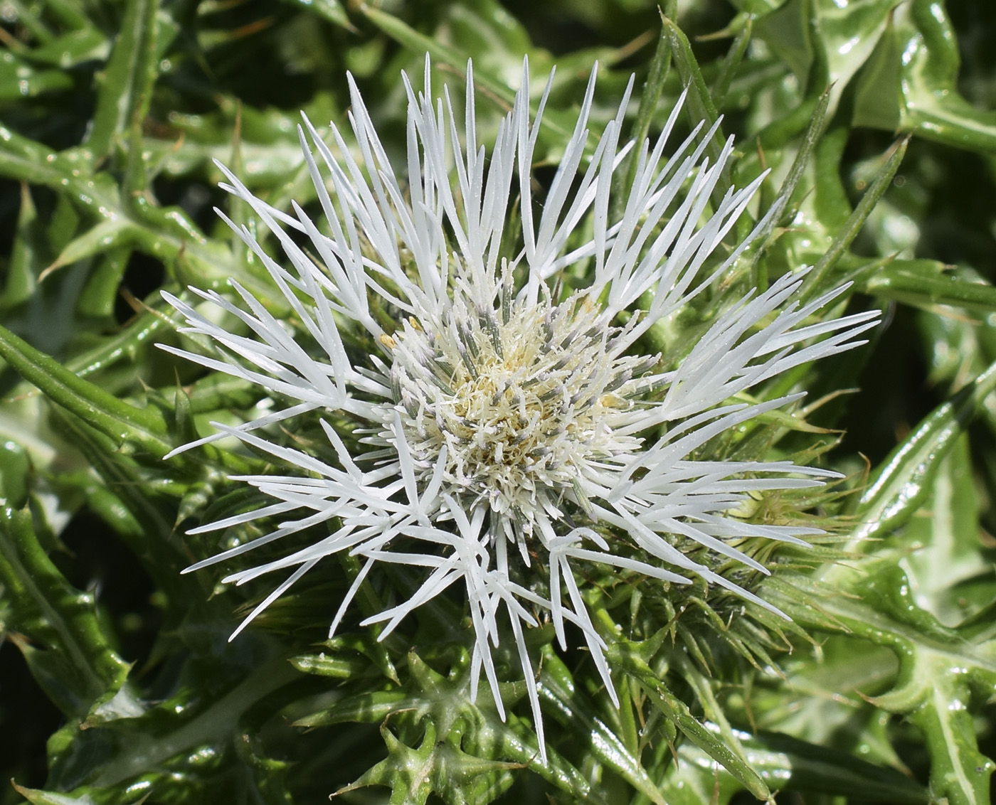 Изображение особи Galactites tomentosus.