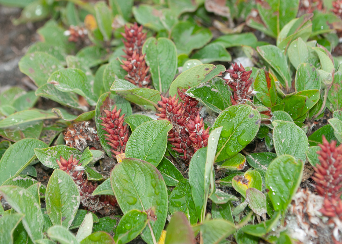 Image of genus Salix specimen.