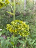 Veratrum lobelianum