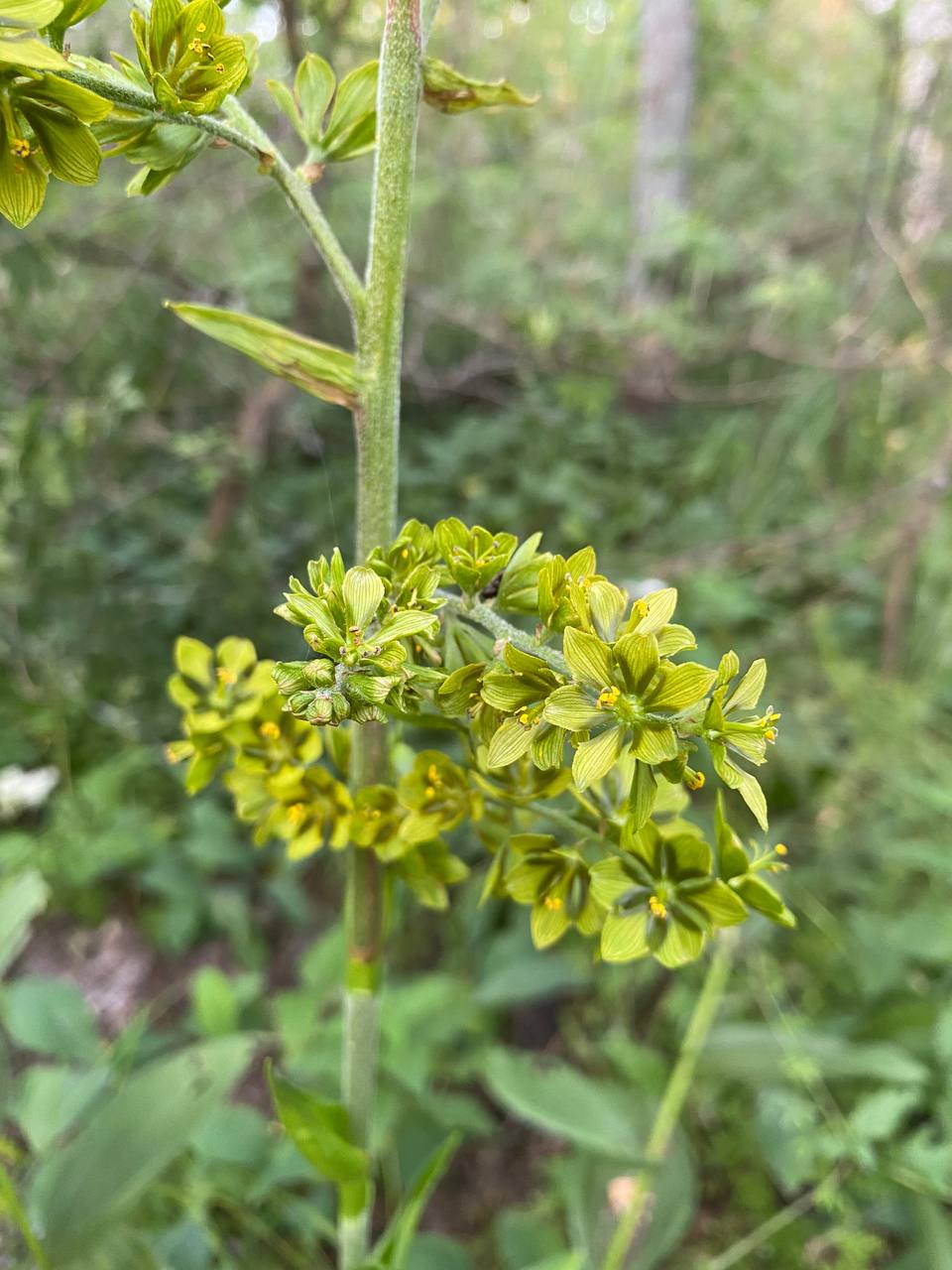 Image of Veratrum lobelianum specimen.