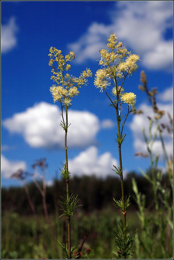 Image of Thalictrum lucidum specimen.