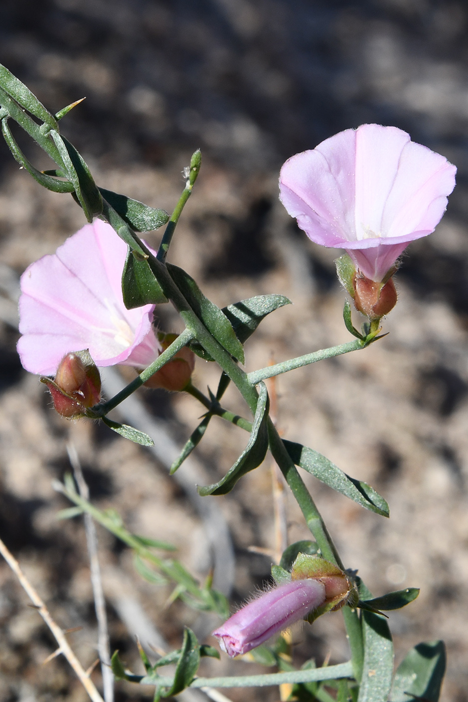 Image of Convolvulus fruticosus specimen.