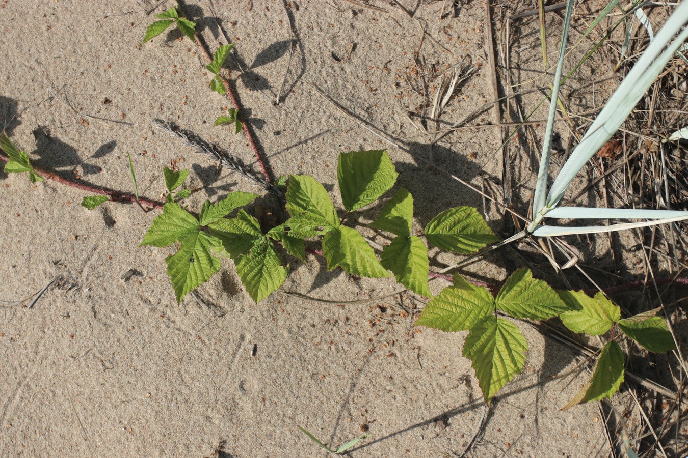 Image of Rubus caesius specimen.