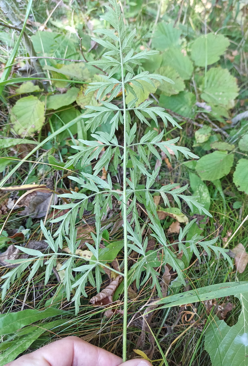 Изображение особи семейство Apiaceae.