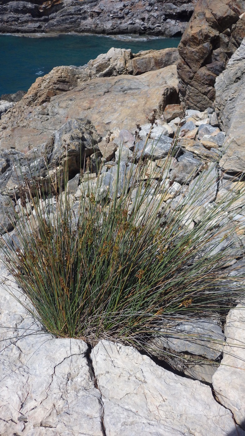 Изображение особи род Juncus.