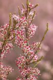 View full-size image genus Tamarix